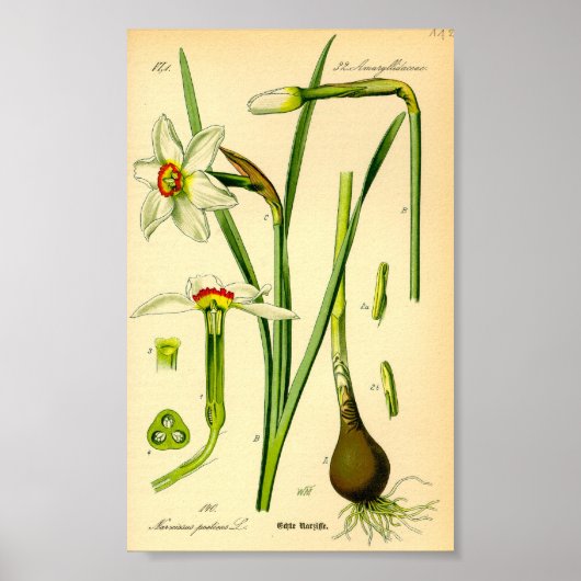 Poet's Daffodil (Narcissus poeticus) Print Poster (Vorne)