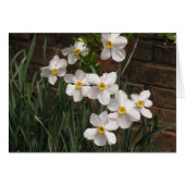 Poet's Narcissus (N. 'Actea') (Vorderseite (Horizontal))