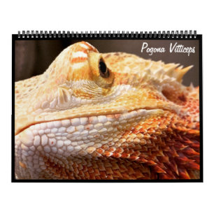 Pogona Vitticeps Bartded Dragon Calendar Kalender