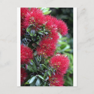 Pohutukawa-Bäume Postkarte