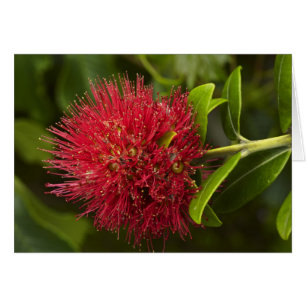 Pohutukawa-Blüte, Dunedin