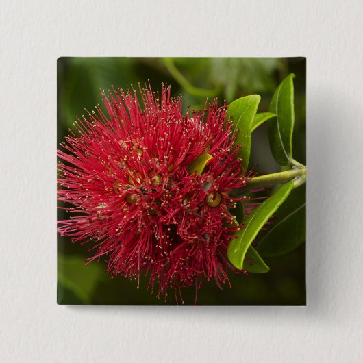 Pohutukawa-Blüte, Dunedin Button (Vorderseite)