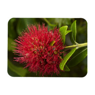 Pohutukawa-Blüte, Dunedin Magnet