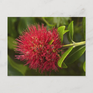 Pohutukawa-Blüte, Dunedin Postkarte