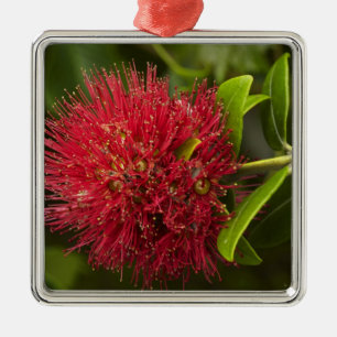 Pohutukawa-Blüte, Dunedin Silbernes Ornament