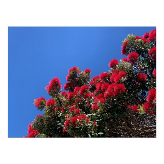 Pohutukawa-Plakat Poster (Vorderseite)