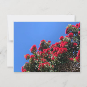Pohutukawa Postkarte 1