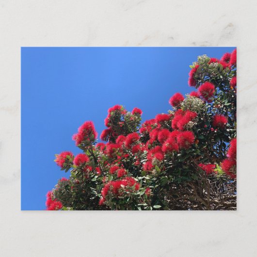 Pohutukawa Postkarte 1 (Vorderseite)