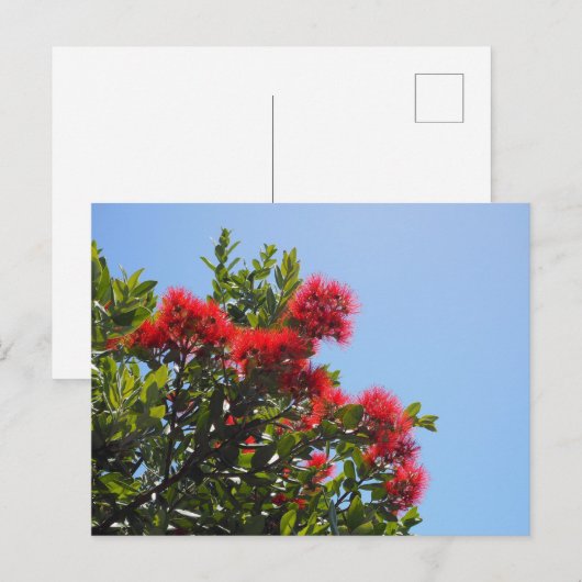 Pohutukawa Postkarte 2 (Vorne/Hinten)
