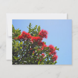 Pohutukawa Postkarte 2