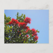 Pohutukawa Postkarte 2 (Vorderseite)