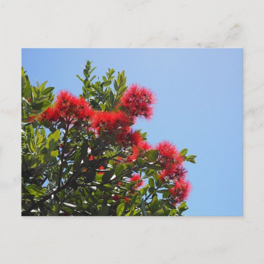 Pohutukawa Postkarte 2 (Vorderseite)