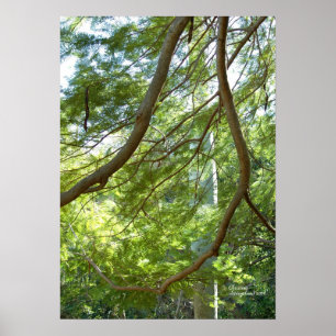 Poinciana-Baumzweige Poster