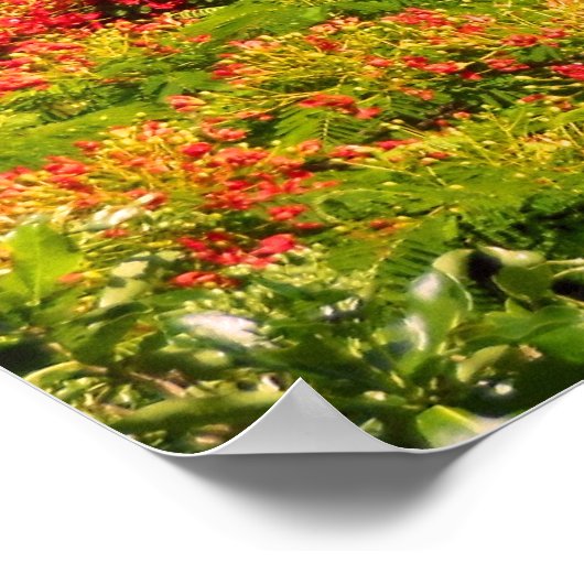 Poinciana Tree Poster (Ecke)
