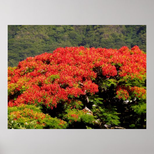 Poinciana Tree Poster (Vorne)