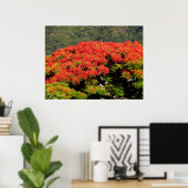Poinciana Tree Poster (Heimbüro)