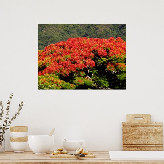 Poinciana Tree Poster (Küche)