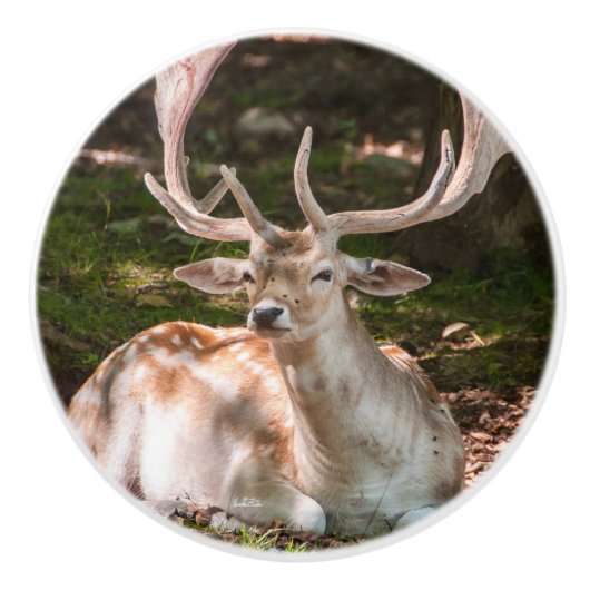 poinée von Tür Photohirsch unter den Wäldern Keramikknauf (Vorderseite)