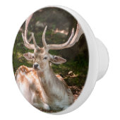 poinée von Tür Photohirsch unter den Wäldern Keramikknauf (Rechts)