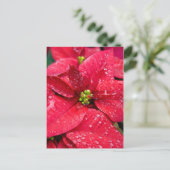 Poinsetta Closeup Postcard Postkarte (Stehend Vorderseite)