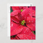 Poinsetta Closeup Postcard Postkarte (Vorne/Hinten)