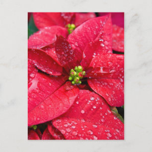 Poinsetta Closeup Postcard Postkarte