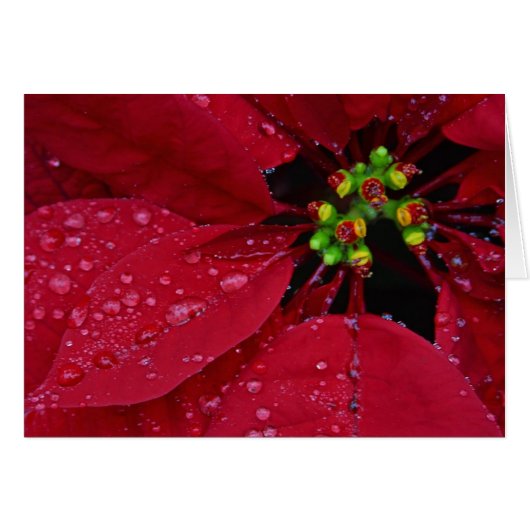 Poinsettia (Vorderseite (Horizontal))