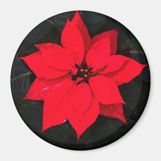 Poinsettia 6078 magnet (Vorne)