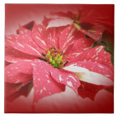 Poinsettia auf Rot Fliese (Vorderseite)