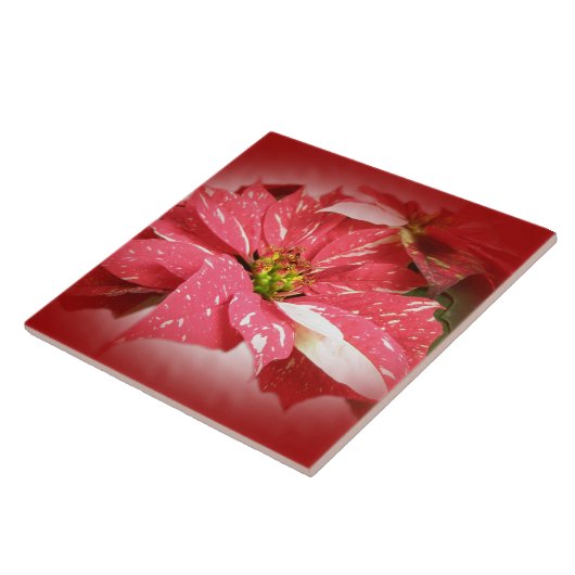 Poinsettia auf Rot Fliese (Seite)