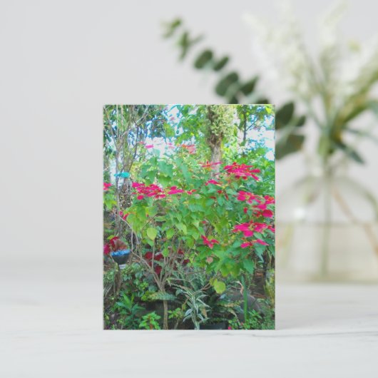 Poinsettia Backyard Postcard Postkarte (Stehend Vorderseite)