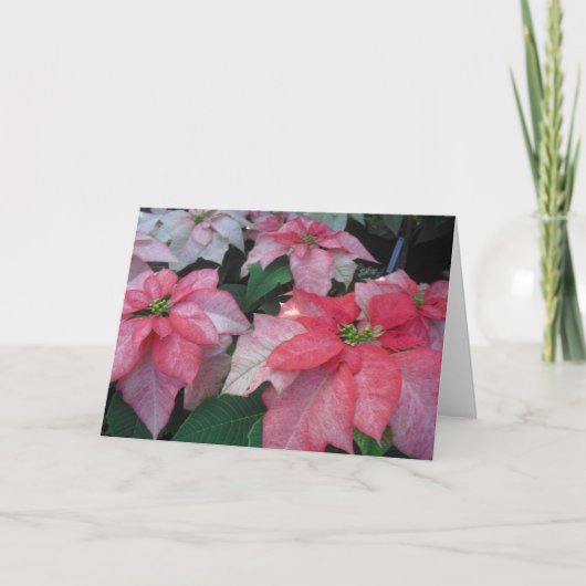 Poinsettia-Blüten Feiertagskarte (Vorderseite)