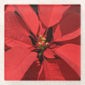 Poinsettia Christmas Flower Glasuntersetzer (Vorderseite)