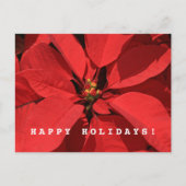 Poinsettia Frohe Weihnachtsfeier Neues Jahr Feiertagspostkarte (Vorderseite)