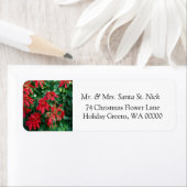 Poinsettia Frohe Weihnachtskarte E-Mail Labels (Insitu)