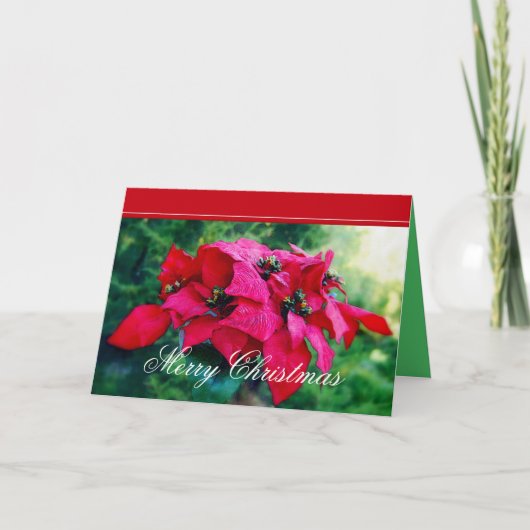 Poinsettia Frohe Weihnachtskarte Feiertagskarte (Vorderseite)