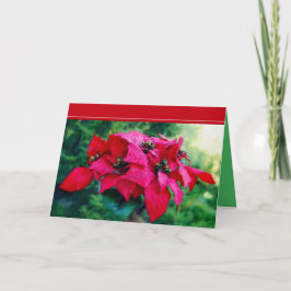 Poinsettia Frohe Weihnachtskarte Feiertagskarte