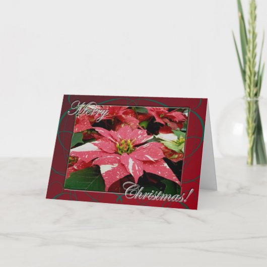 Poinsettia Frohe Weihnachtskarte Feiertagskarte (Vorderseite)