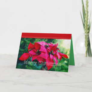 Poinsettia Frohe Weihnachtskarte Feiertagskarte