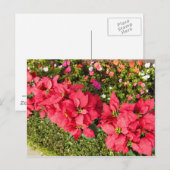 Poinsettia Garden Postkarte (Vorne/Hinten)