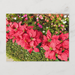 Poinsettia Garden Postkarte