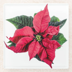Poinsettia Glasuntersetzer