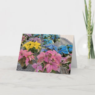 Poinsettia Grußkarte Karte