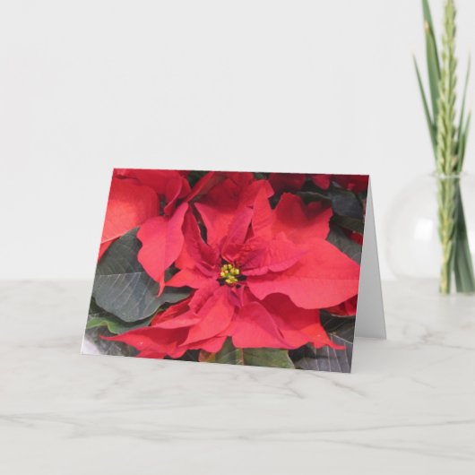 Poinsettia Grußkarte Karte (Vorderseite)