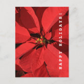 Poinsettia Happy Holidays Postkarte (Vorderseite)