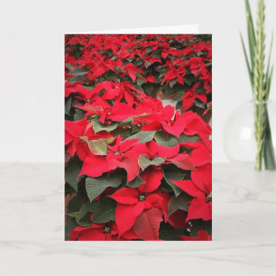 Poinsettia-Jahreszeit-Feiertags-Karte Feiertagskarte