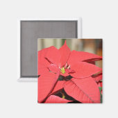 Poinsettia Magnet (Vorderseite/Rückseite)