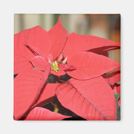 Poinsettia Magnet (Vorne)
