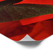 Poinsettia Nah-up Poster (Ecke)