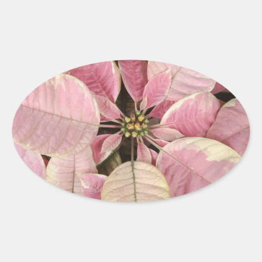 Poinsettia Oval Stickers (Vorderseite)